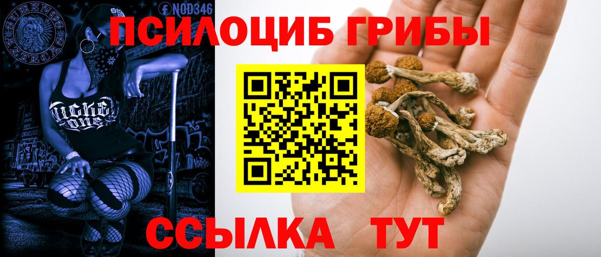 Псилоцибиновые грибы Psilocybine cubensis Кимры